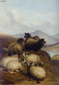 unknow artist Sheep 192 oil painting picture